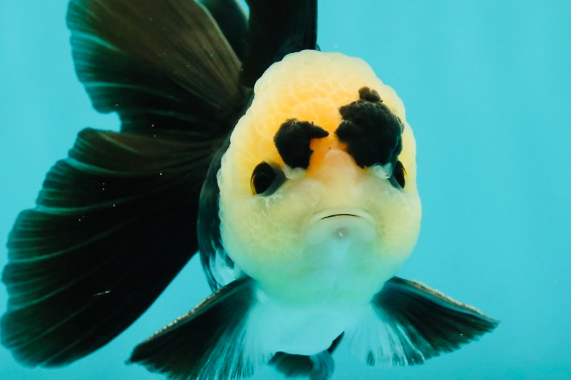 A Grade UNIQUE Lemonhead Panda Button Eyes Oranda Male 4.5-5 inches #1018OR_23