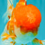 A Grade Red White Oranda Male 6 inches #082126OR_05