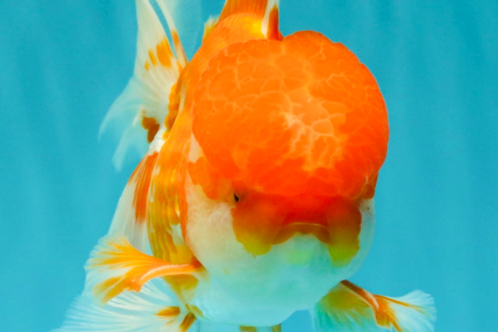A Grade Red White Oranda Male 6 inches #082126OR_05
