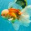 MASHMALLOW A Grade Red White Oranda Male 8 inches #090426OR_15