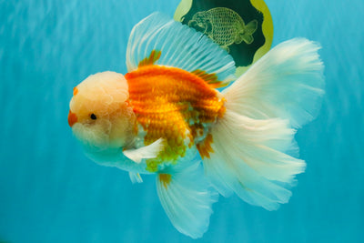 MASHMALLOW A Grade Red White Oranda Male 8 inches #090426OR_15