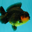SUPER CUTE AAA Grade Apache Yuanbao Male 4.5-5 inches #101626YB_32