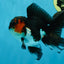 A Grade Chonky Tricolor Oranda Male 5 inches #062025OR_19