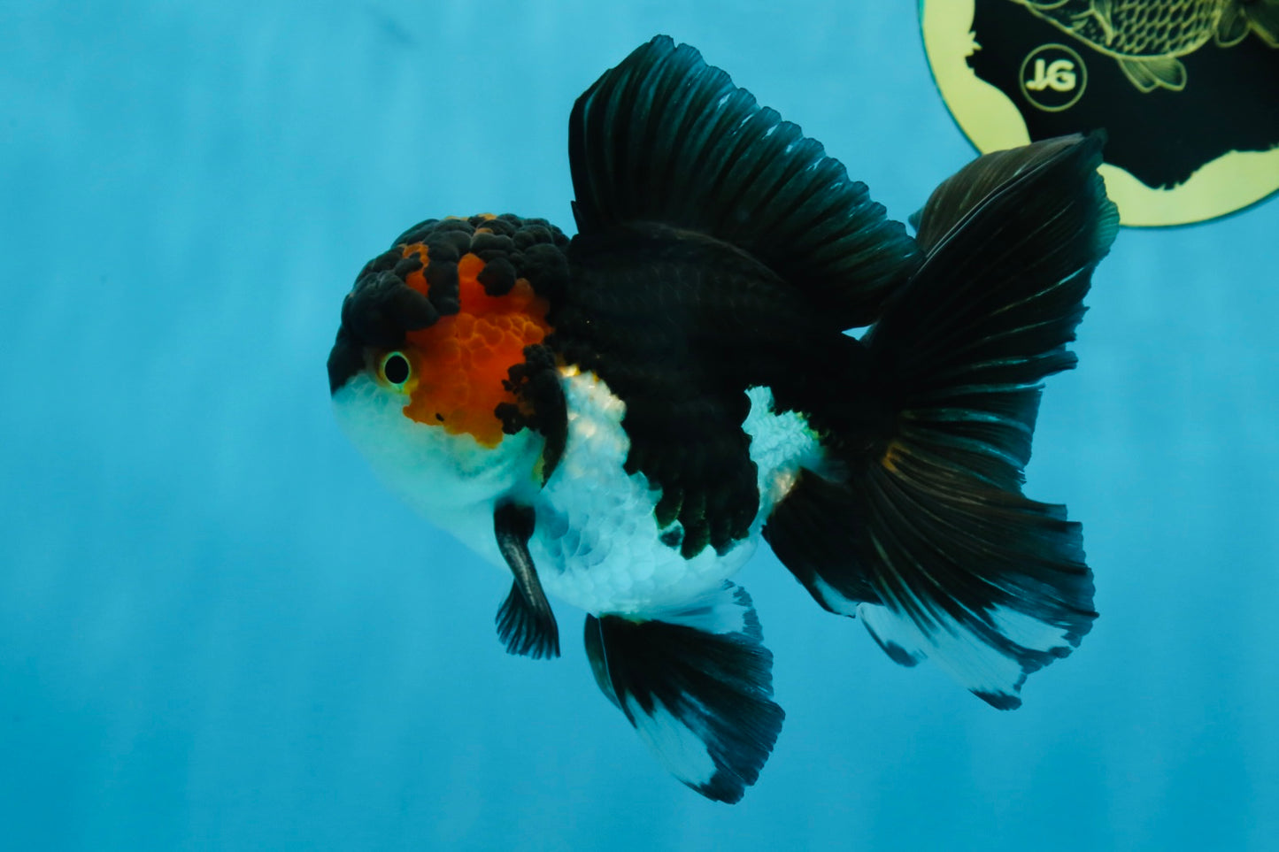 A Grade Chonky Tricolor Oranda Male 5 inches #062025OR_19