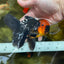 AAA Grade Batman Apache Oranda Male  5 inches #053025OR_16