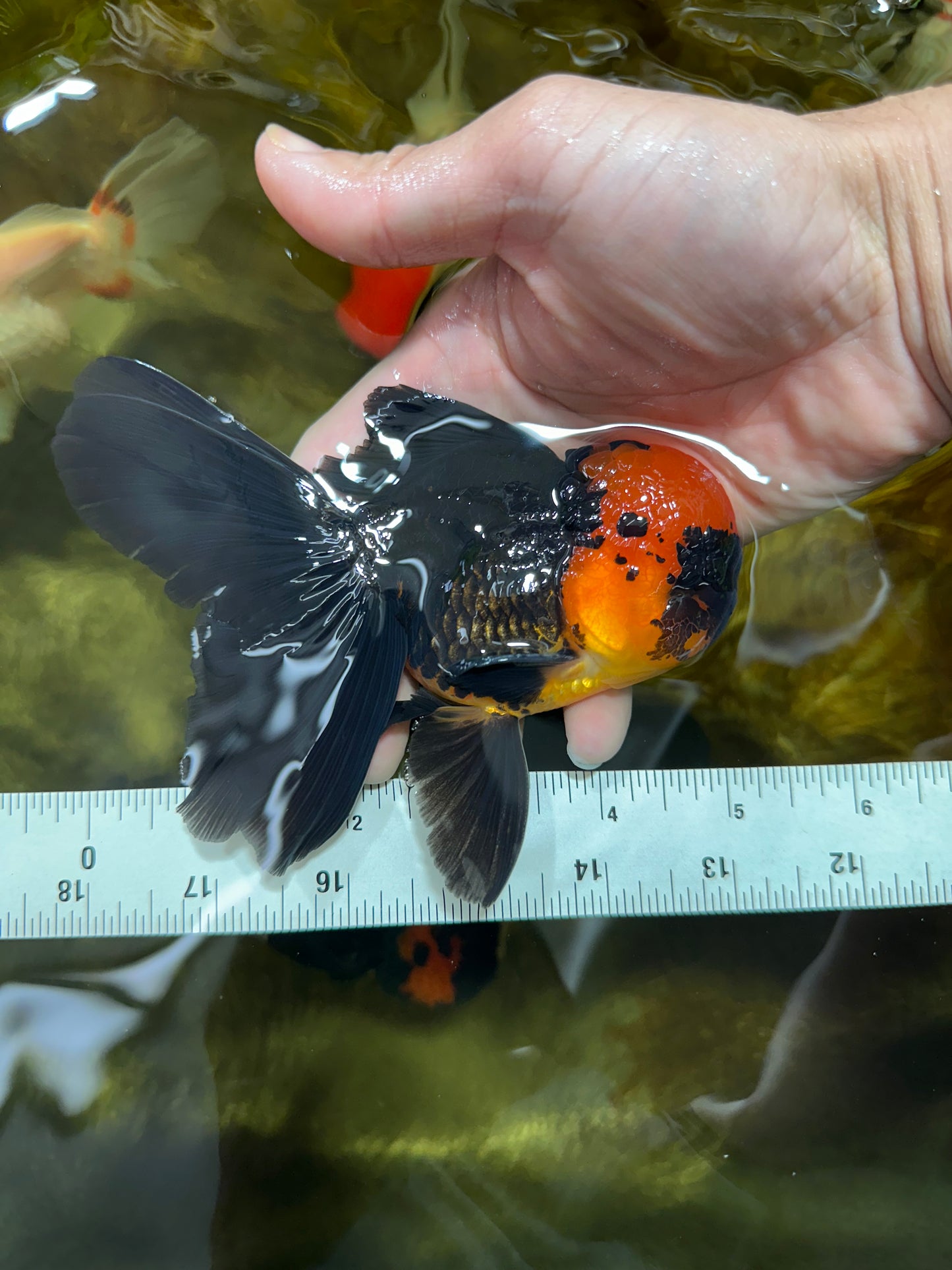 AAA Grade Batman Apache Oranda Male  5 inches #053025OR_16