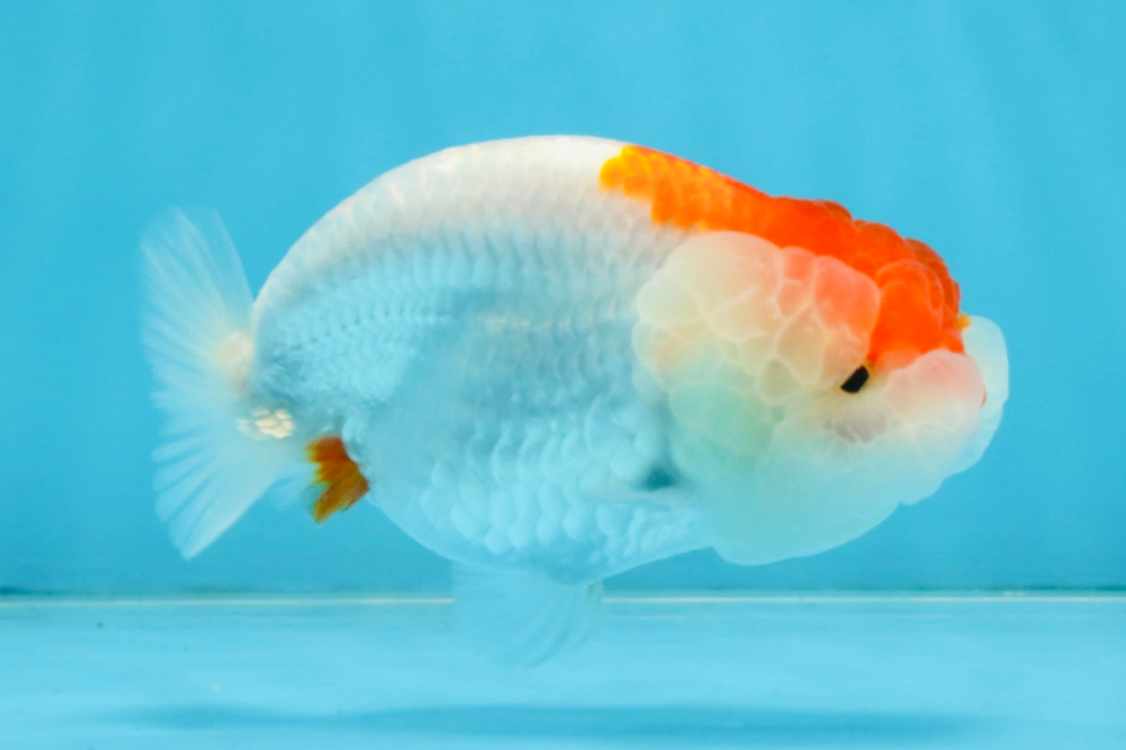 FLUFFY WEN AAA Grade Red White LionQueen 4 inches #112825LC_08