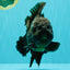 TOOTHLESS AAA Grade Calico Oranda Female 6 inches #100226OR_35