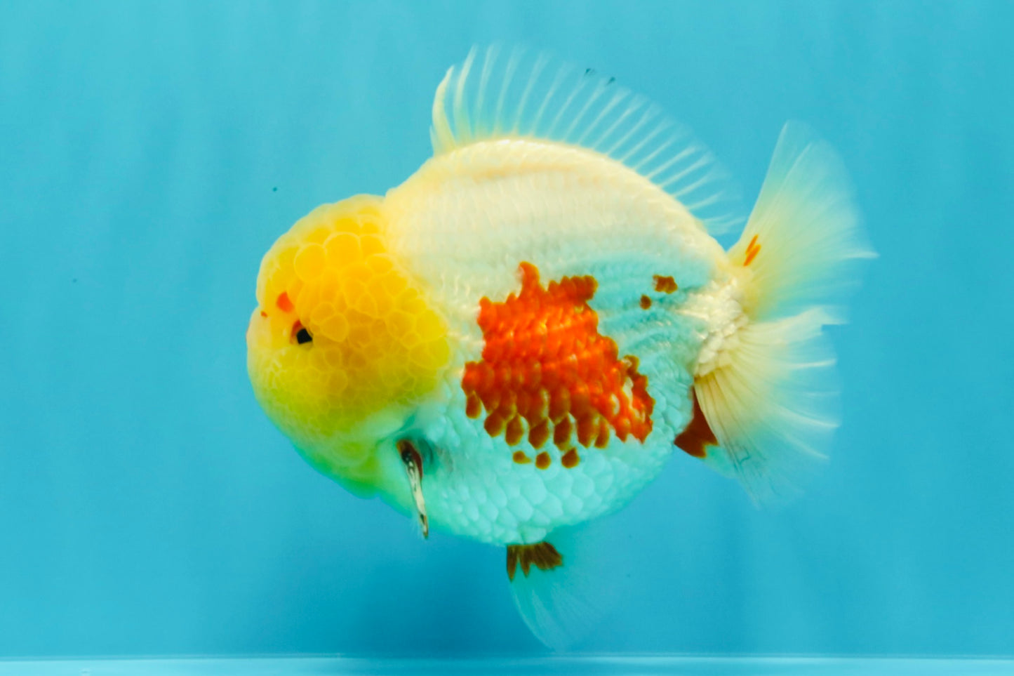 BIG WEN AAA Grade Godzilla Red White Lipstick Yuanbao Male 5.5 inches #030626YB_11