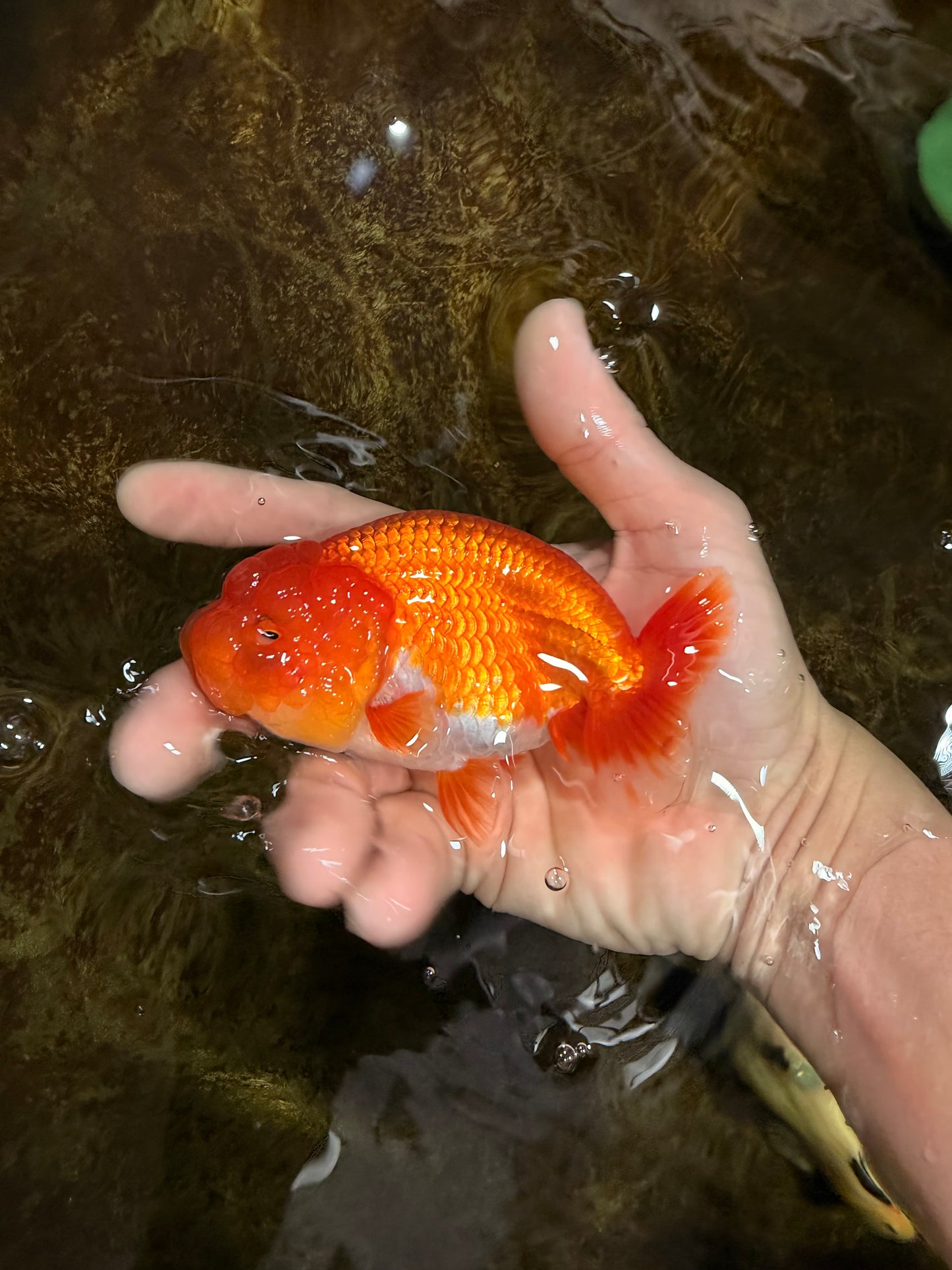 CHUBBY A Grade Red White LionQueen 4.5 inches #120525LC_14