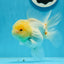 AAA Grade Lemonhead Oranda Male 4.5-5 inches #0927OR_25