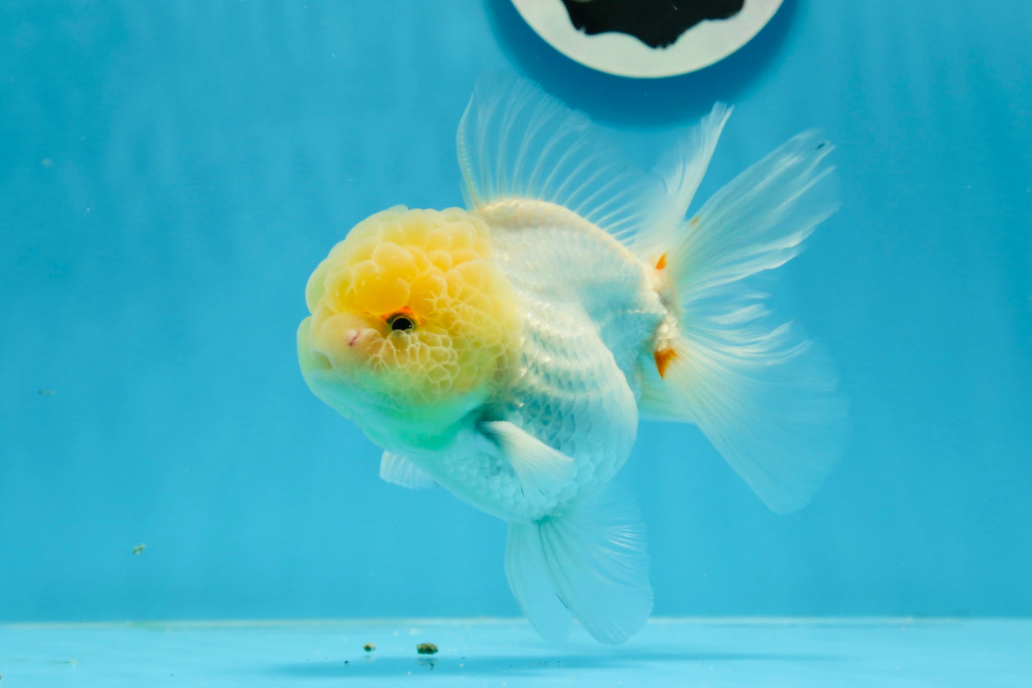 Oranda mâle à tête de citron de qualité AAA 4,5 à 5 pouces #0927OR_25