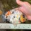 CHUBBY AAA Grade Diamond Scale Tricolor Ranchu Male 5.5 inches #100926RC_27