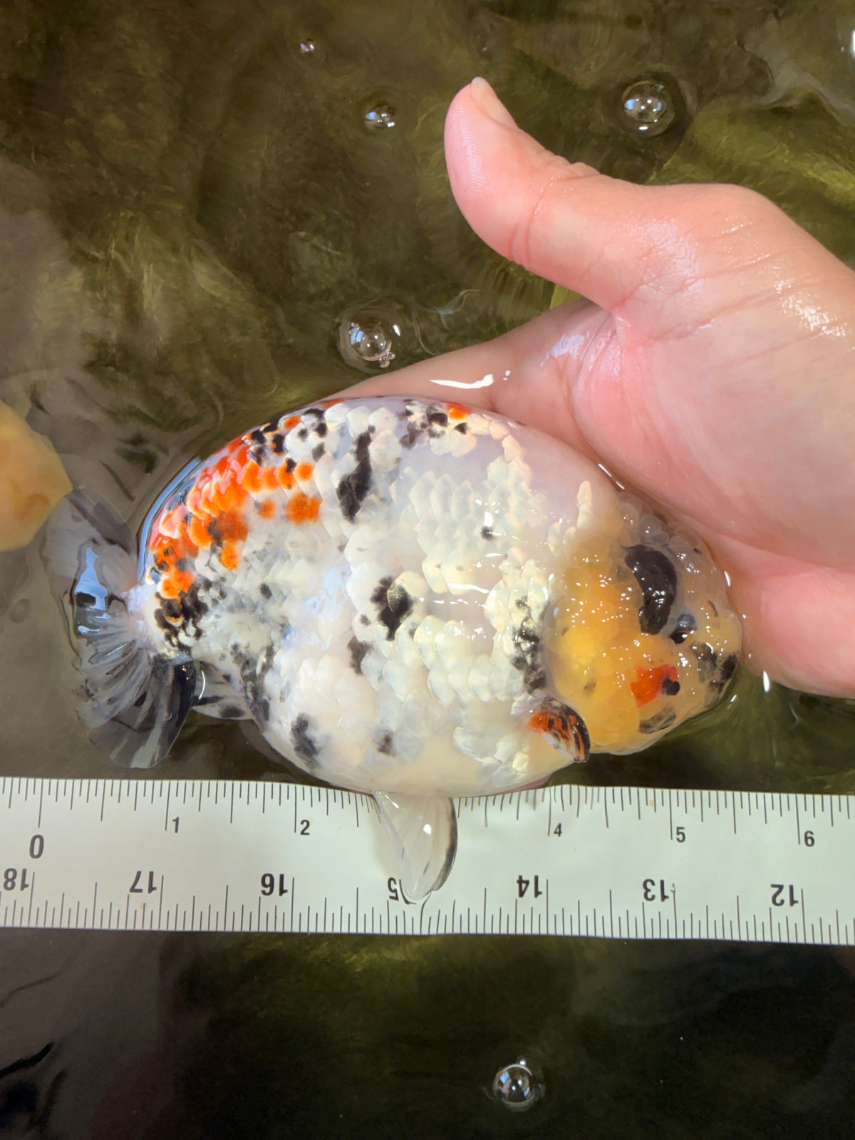 CHUBBY AAA Grade Diamond Scale Tricolor Ranchu Male 5.5 inches #100926RC_27