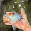 Calico Oranda Male 6.5 inches #090426OR_02
