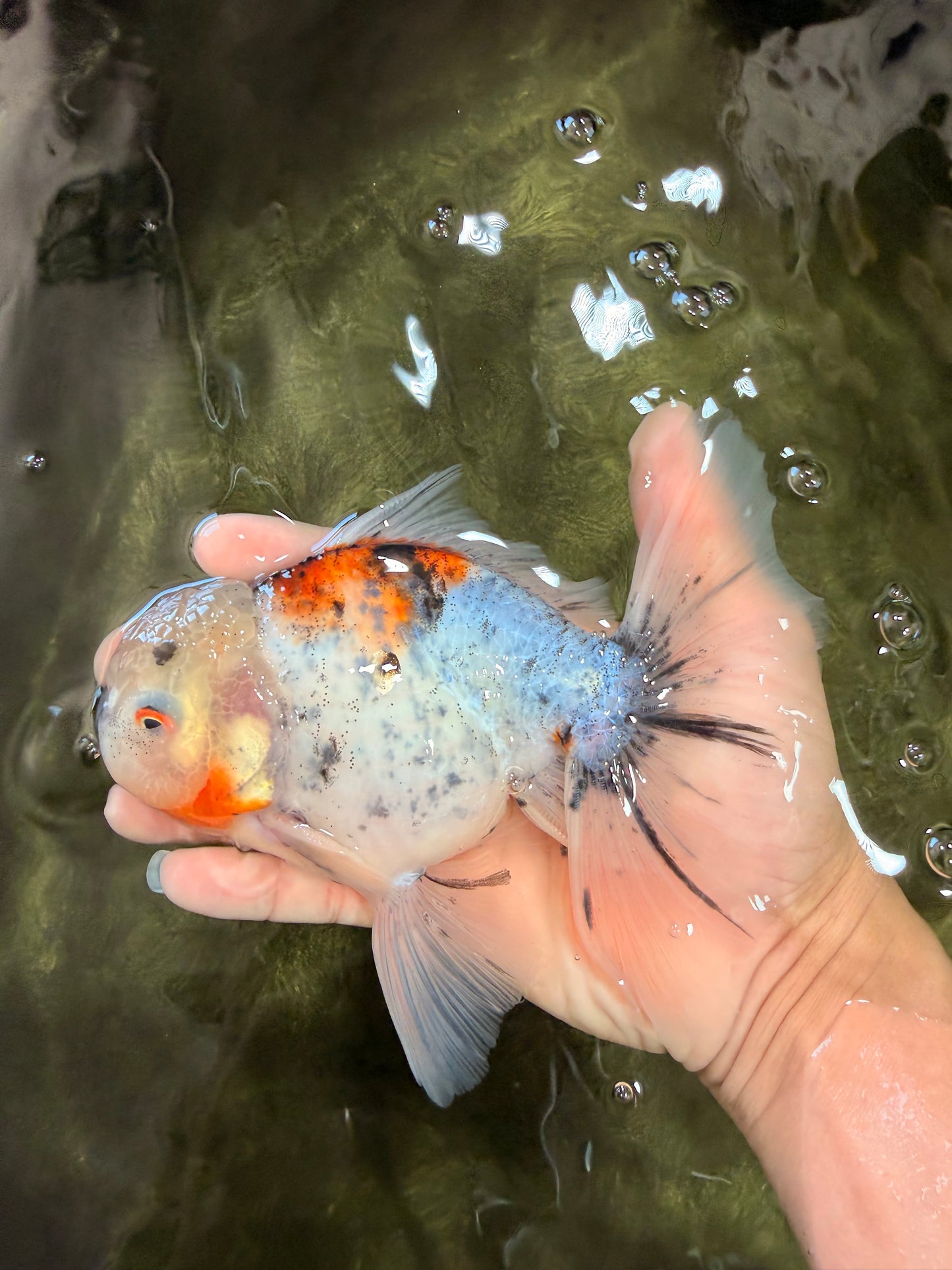 Calico Oranda Male 6.5 inches #090426OR_02