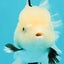 White Oranda Female 6-6.5 inches #032026OR_05