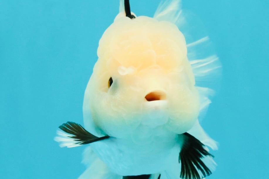 White Oranda Female 6-6.5 inches #032026OR_05