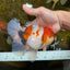 AAA Grade Young Godzilla Sakura Oranda Male 6 inches #080825OR_21