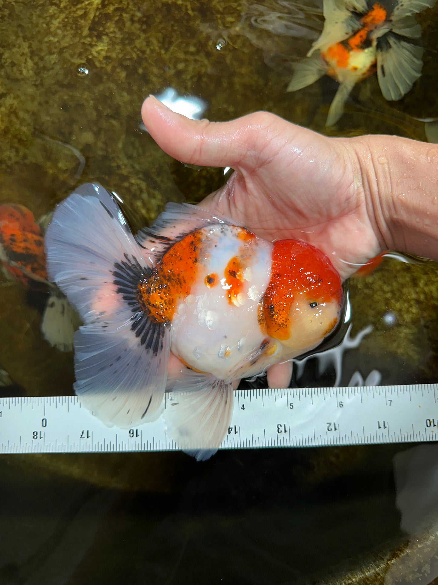 AAA Grade Young Godzilla Sakura Oranda Male 6 inches #080825OR_21