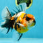 A Grade Ink Tiger Oranda Male 5-5.5 inches #050925OR_49