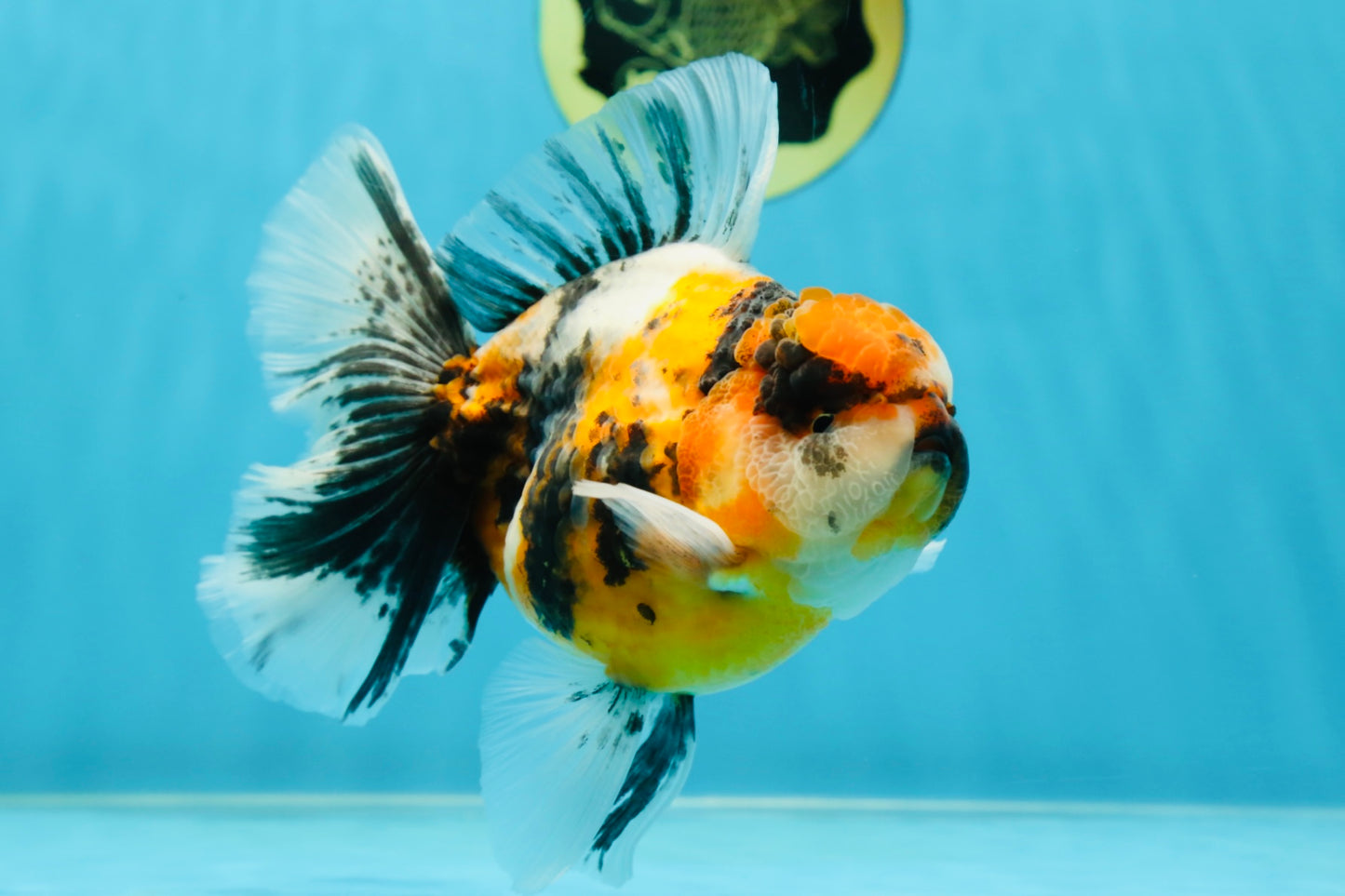 A Grade Ink Tiger Oranda Male 5-5.5 inches #050925OR_49