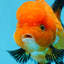 A Grade Tricolor Oranda Female 4.5 inches #0830OR_08