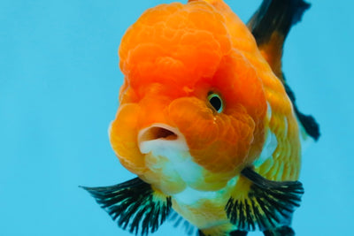 Oranda tricolor hembra de grado A de 4,5 pulgadas n.° 0830OR_08