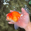 CHONKY A Grade Red White Oranda Male 6 inches #081426OR_06