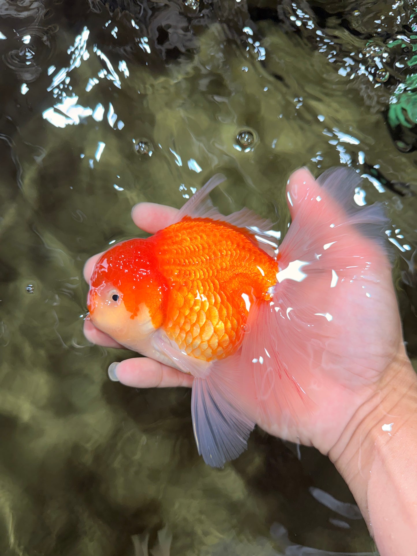 CHONKY A Grade Red White Oranda Male 6 inches #081426OR_06