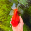 JUMBO A Grade Red White Oranda Male 7 inches #041026OR_03