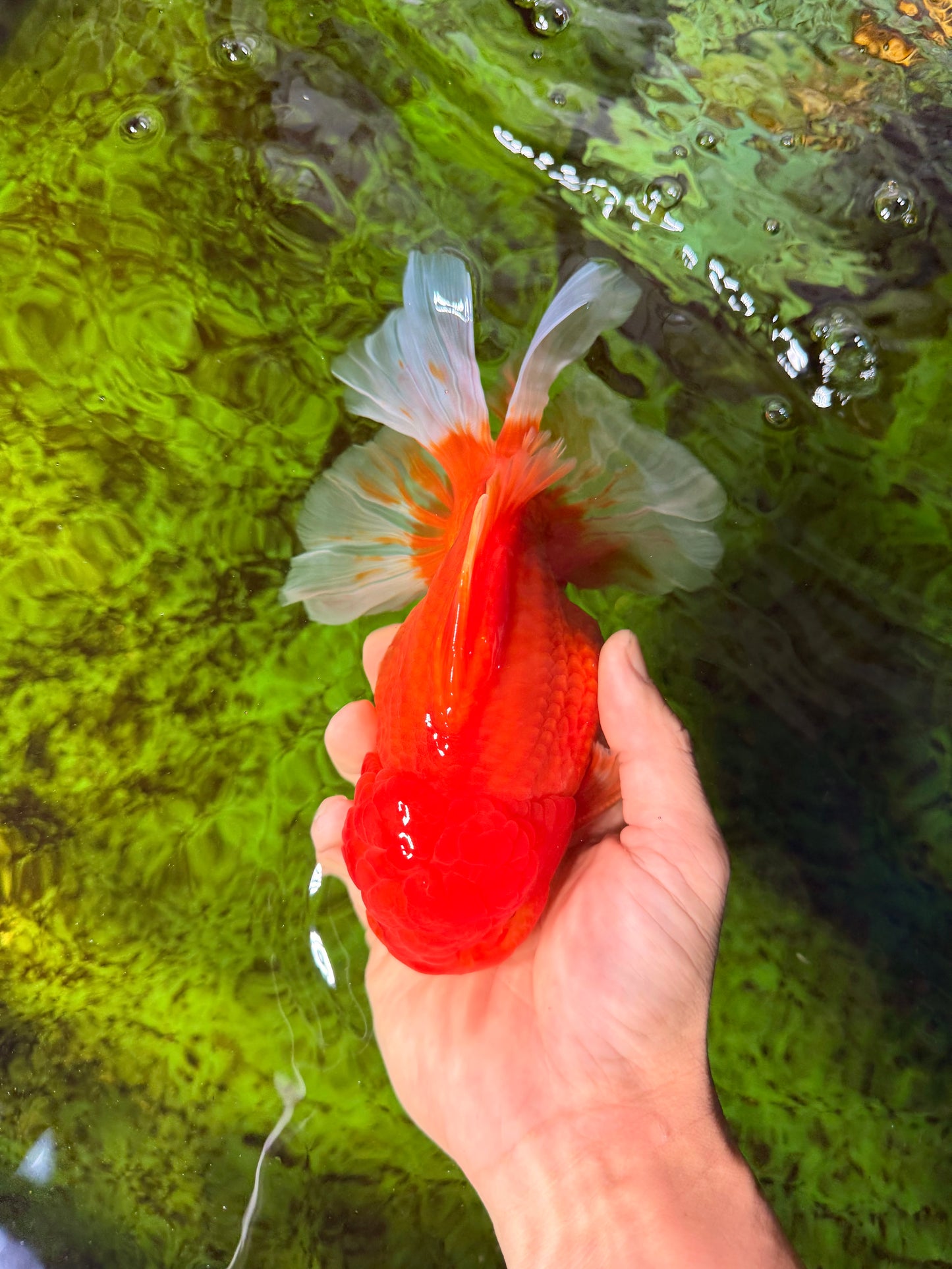 JUMBO A Grade Red White Oranda Male 7 inches #041026OR_03