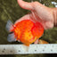 TOMATO AAA Grade Red Sakura Yuanbao Male 5 inches #092526YB_11