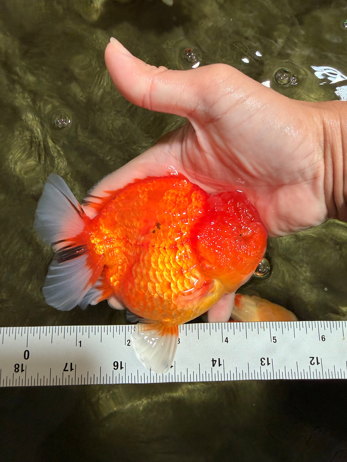 TOMATO AAA Grade Red Sakura Yuanbao Male 5 inches #092526YB_11
