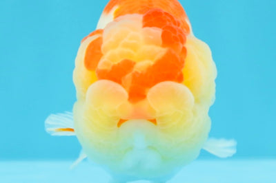 A Grade Kohaku Red White LionKing 4-4.5 inches #022026LC_17