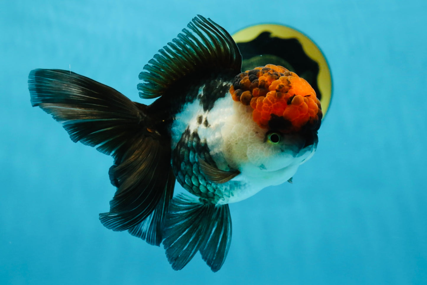 A Grade Fire Tricolor Oranda Female 5 inches #050225OR_02