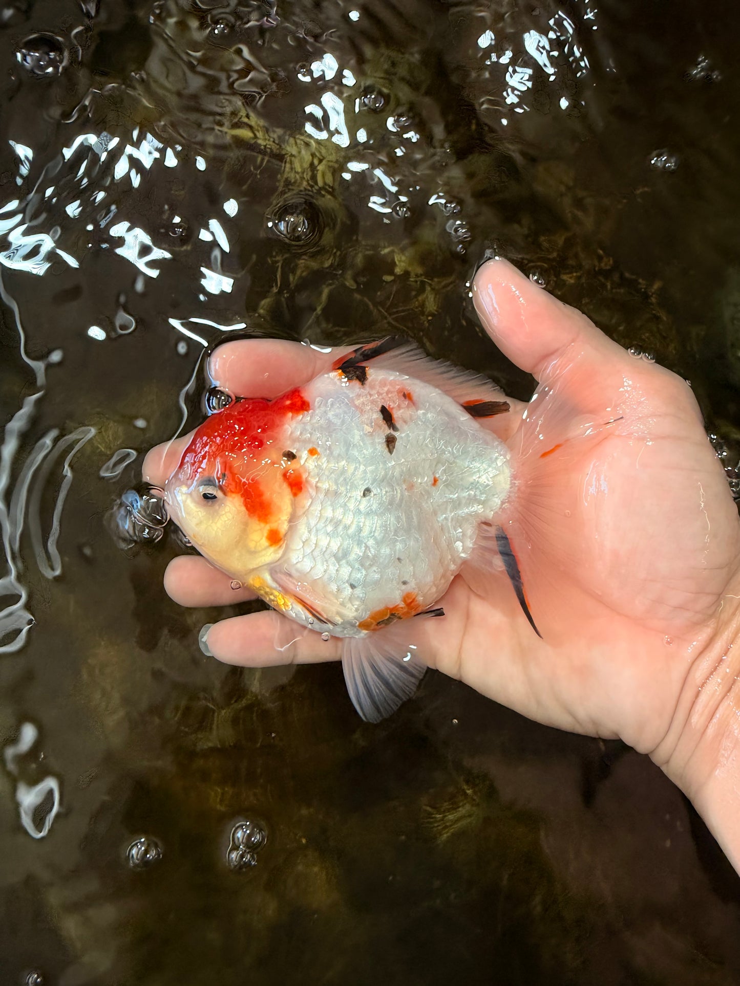 A Grade Sakura Yuanbao Male 4.5 inches #101025YB_25