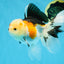 A Grade Button Nose Tricolor Oranda Female 5 inches #020725OR_19
