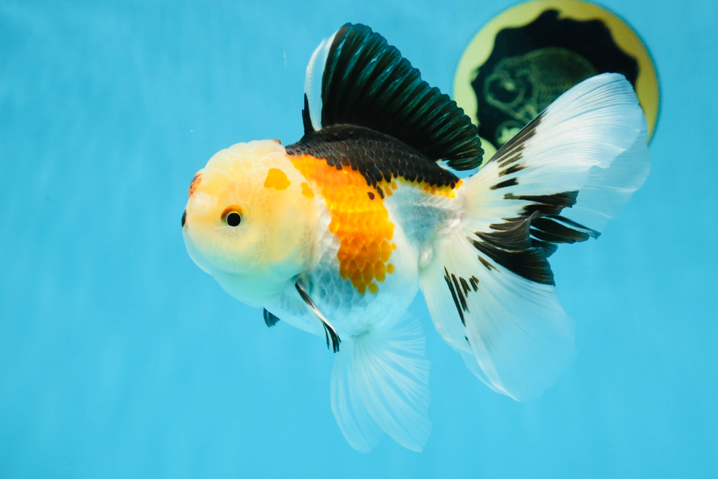 A Grade Button Nose Tricolor Oranda Female 5 inches #020725OR_19