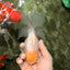 A Grade Strong Body Structure White Oranda Male 5.5-6 inches #062626OR_24