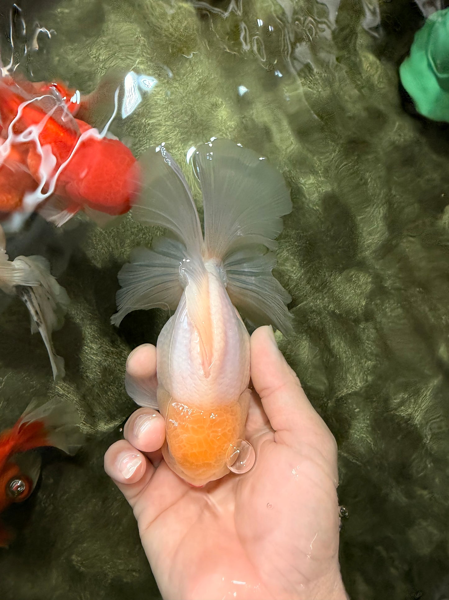 A Grade Strong Body Structure White Oranda Male 5.5-6 inches #062626OR_24
