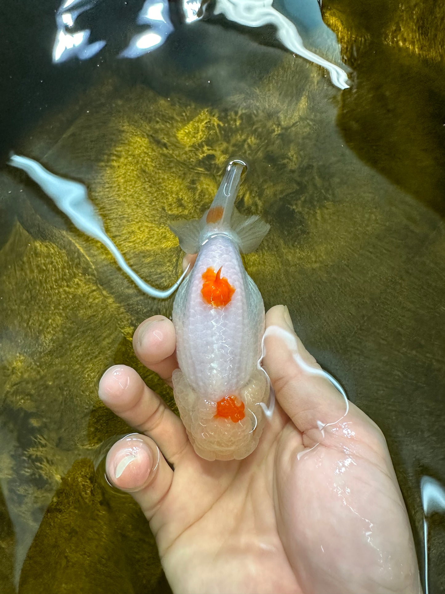 😙 Baby Red Lipstick Shark Lionchu Female 4 inches #0301LC_04