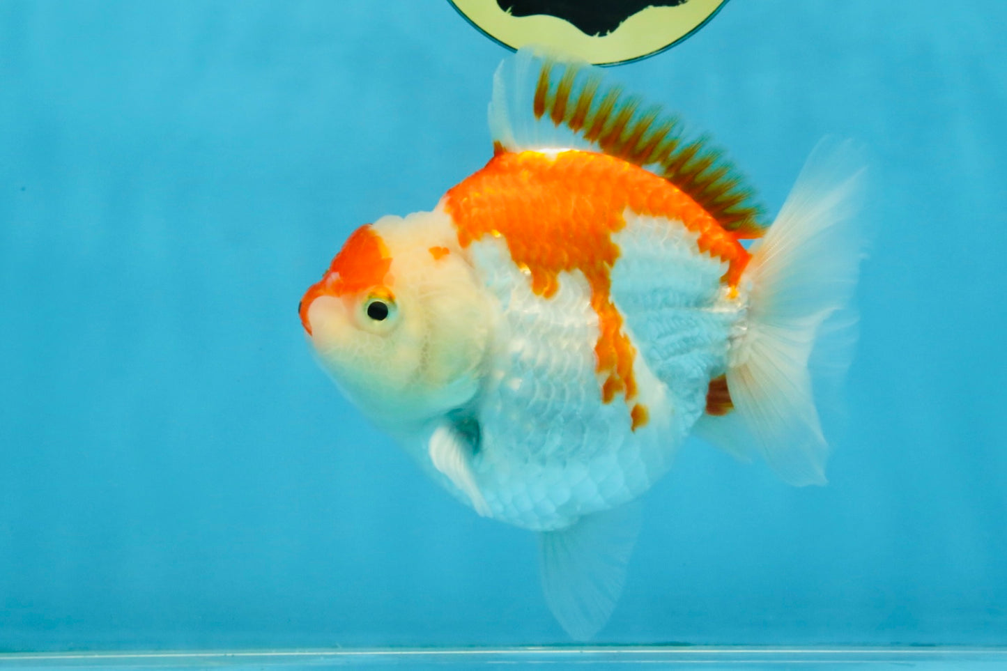 BIG WEN A Grade Red White Yuanbao Female 5 inches #112825YB_16