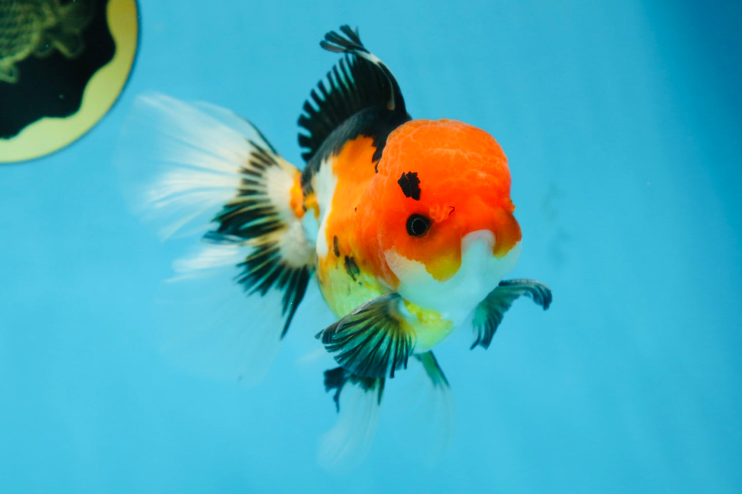 A Grade Tricolor Button Eyes Oranda Male 5 inches #080825OR_07