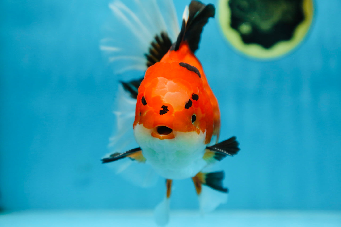 AAA Grade THICK BODY Godzilla Apache Oranda Male 6.5 inches #090525OR_07