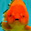 PUMPKIN AAA Grade Red Yuanbao Male 6 inches #101626YB_29