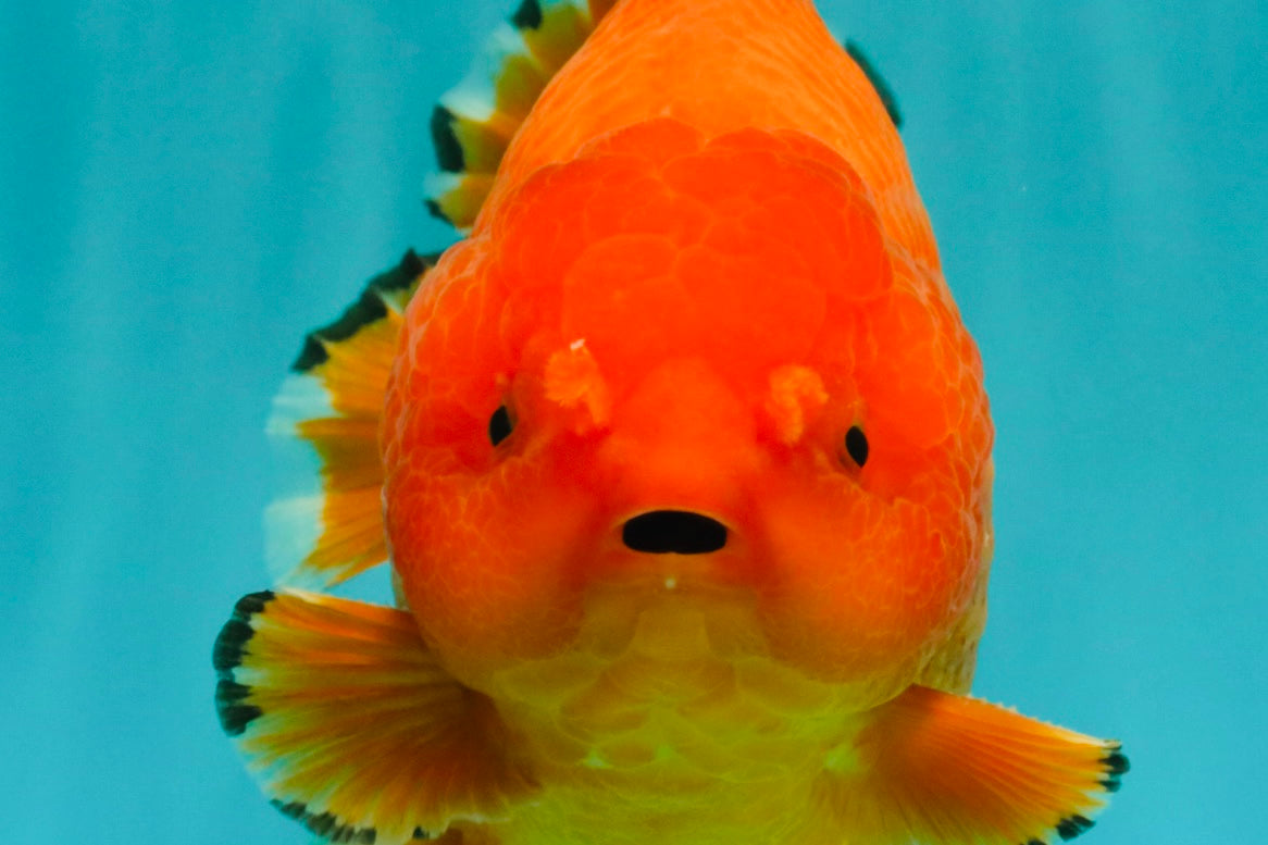 PUMPKIN AAA Grade Red Yuanbao Male 6 inches #101626YB_29
