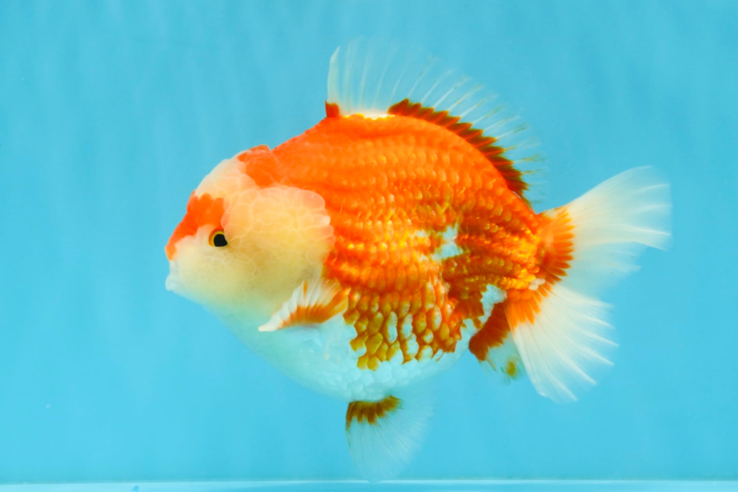 RED HEART A Grade Red White Yuanbao Male 6 inches #032726YB_05