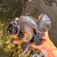 AAA Grade Broadtail Black Godzilla Oranda Male 7 inches #071026OR_01
