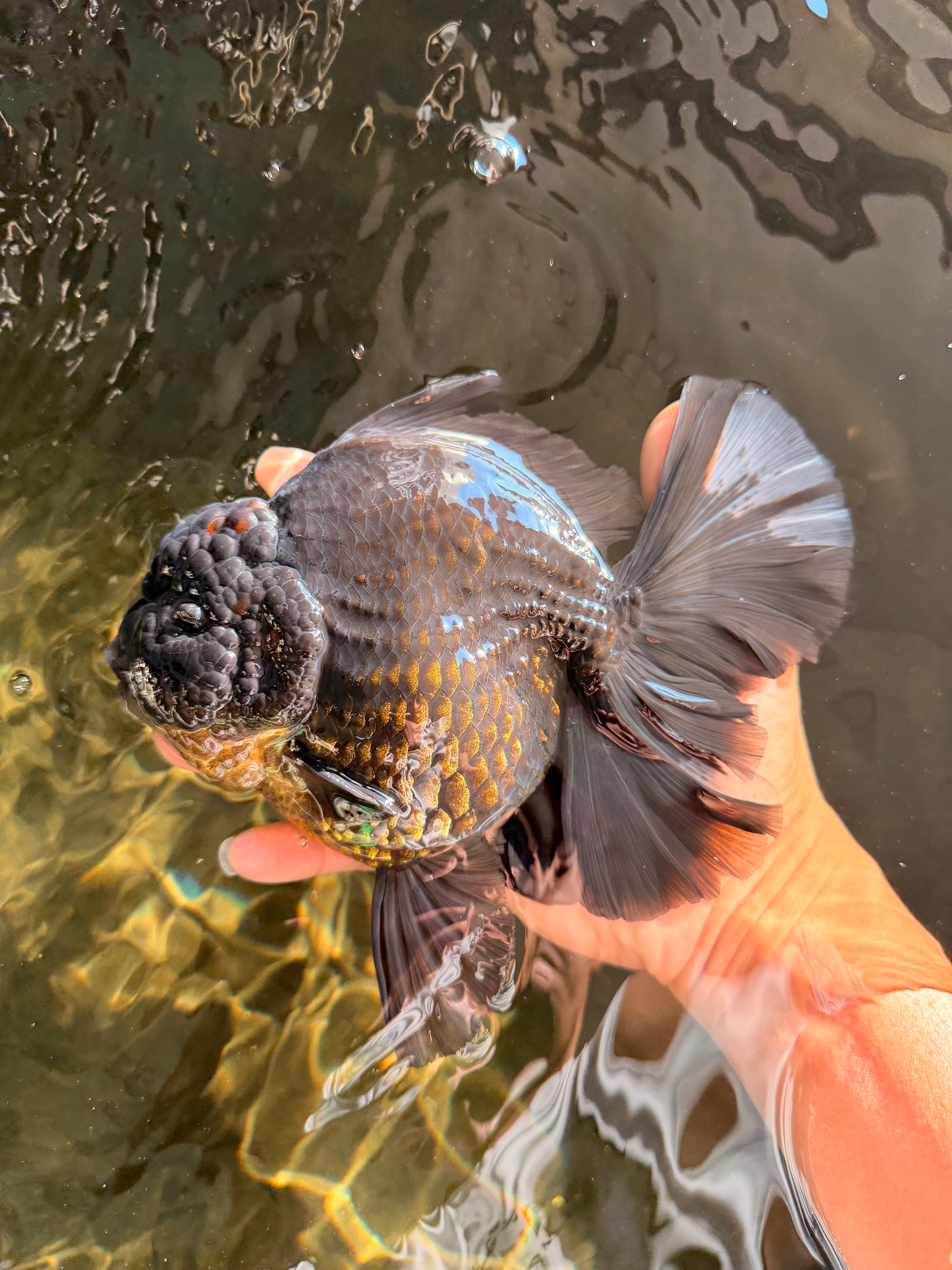AAA Grade Broadtail Black Godzilla Oranda Male 7 inches #071026OR_01